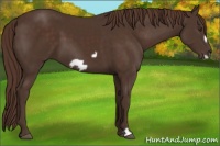 Horse Color:Liver Chestnut Frame 