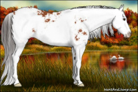 Horse Color:Bay Sabino  and Bay Sabino Splash 