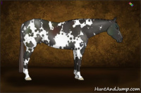 Horse Color:White Spotted Liver Chestnut