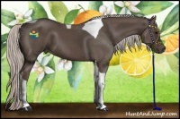 Horse Color:Silver Black Tobiano 