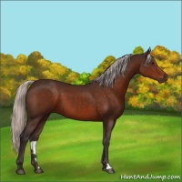 Horse Color:Silver Brown 