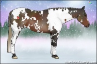 Horse Color:White Spotted Liver Chestnut 