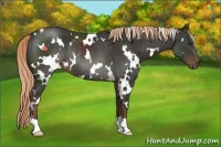 Horse Color:White Spotted Liver Chestnut Rabicano 