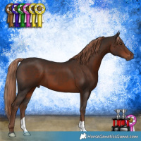 Horse Color:Liver Chestnut 