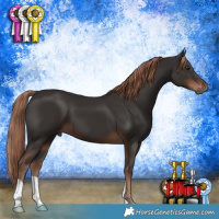Horse Color:Liver Chestnut 