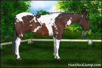 Horse Color:White Spotted Brown Tobiano 