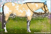 Horse Color:White Spotted Buckskin 
