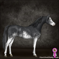 Horse Color:White Spotted Black 