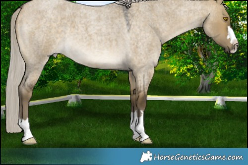 Horse Color:Silver Buckskin Roan Dun