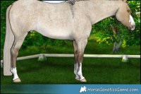 Horse Color:Silver Buckskin Roan Dun 