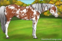 Horse Color:Bay Sabino  and Bay Sabino 