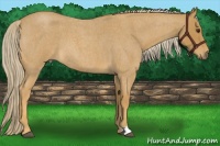 Horse Color:Palomino Roan 