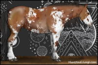 Horse Color:Gray Brown Sabino  and Bay Sabino 