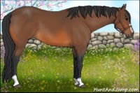 Horse Color:Bay Sabino 
