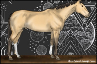 Horse Color:Buckskin Dun 