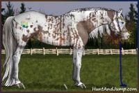 Horse Color:Bay Splash Tobiano Appaloosa  and Bay Splash Tobiano Appaloosa 