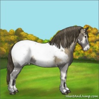 Horse Color:White Spotted Smoky Blue Onyx Appaloosa 