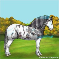 Horse Color:Thunderstruck Brown Sabino Splash Leopard and Plaid Brown Sabino Splash Tobiano Near Leopard