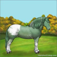 Horse Color:Watercolor Chestnut Tobiano Appaloosa