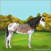 Horse Color:Bay Ice Sabino Splash Appaloosa 
