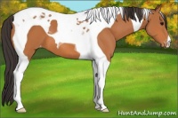 Horse Color:Bay Tobiano Appaloosa