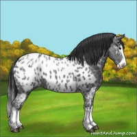 Horse Color:Black Ice Sabino Splash Appaloosa 