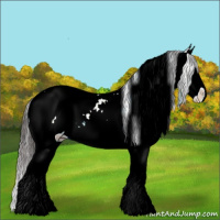 Horse Color:Bay Ice Sabino Splash Snowcap 