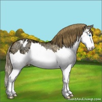 Horse Color:Buckskin Ice Dun Splash Appaloosa 