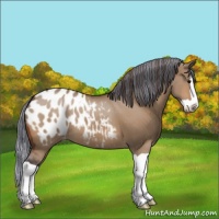 Horse Color:Painted Bay Dun Splash Appaloosa 