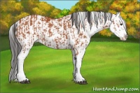 Horse Color:Bay Sabino  and Bay Sabino 