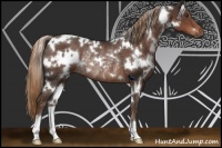 Horse Color:White Spotted Liver Chestnut Rabicano 