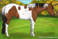 Horse Color:Gray Bay Tobiano 
