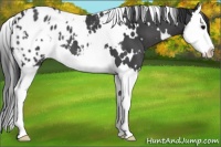 Horse Color:White Spotted Black Splash Appaloosa