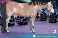 Horse Color:Platinum Bay Sabino  and Platinum Bay Sabino 