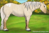 Horse Color:Silver Smoky Grullo Roan Appaloosa