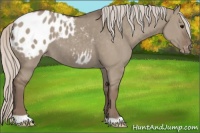 Horse Color:Silver Grullo Appaloosa