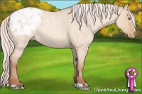 Horse Color:Silver Sable Champagne Roan Dun Appaloosa