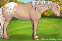 Horse Color:Silver Classic Champagne Appaloosa 