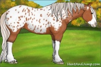 Horse Color:Silver Bay Splash Appaloosa 