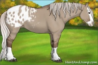 Horse Color:Silver Grullo Splash Appaloosa 