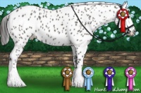 Horse Color:Grullo Appaloosa 