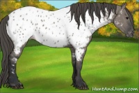 Horse Color:Grullo Appaloosa 
