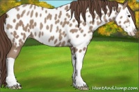 Horse Color:Classic Champagne Splash Appaloosa 