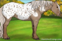 Horse Color:Silver Grullo Appaloosa