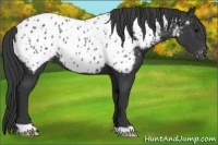 Horse Color:Black Appaloosa