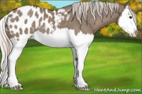 Horse Color:Silver Grullo Splash Appaloosa