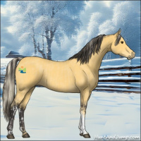 Horse Color:Palomino and Buckskin