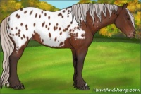 Horse Color:Silver Brown Appaloosa 