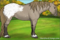 Horse Color:Smoky Grullo Appaloosa