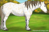 Horse Color:Buckskin Appaloosa